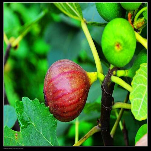 盆栽果树无花果树苗南方北方种植阳台盆栽无花果苗带果包活