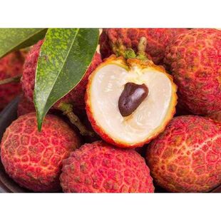 广西荔枝树苗 早熟三月红仙进奉观音绿新品种嫁接苗试种果树苗