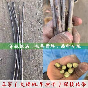 车厘子嫁接枝条大樱桃嫁接枝条接穗红樱桃黑珍珠车厘子果园现剪