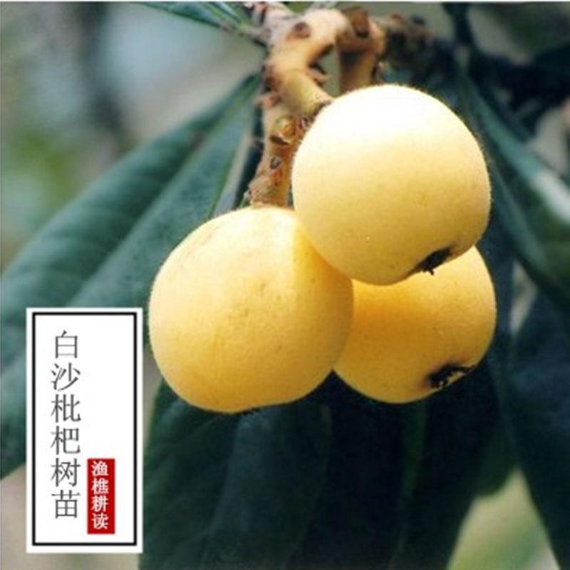 如春三翠 白沙白玉白荔枝枇杷果树嫁接苗可以盆栽南北方种植图片