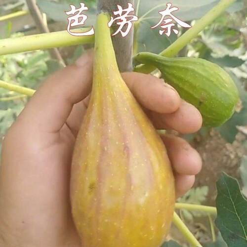 新品种芭劳奈无花果树苗Banane无花果苗无花果盆栽地栽果树苗