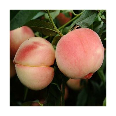 桃树果苗嫁接苗特大冬桃树油桃黄桃桃子树树苗盆景盆栽苗桃苗早熟