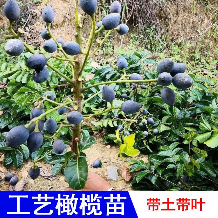黑榄大核工艺橄榄苗青橄榄树苗果树嫁接乌榄南北方种甜橄榄果苗图片