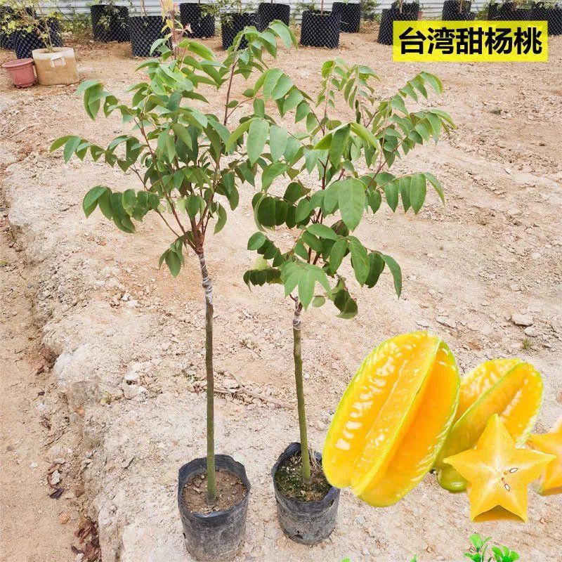 杨桃苗树苗 台湾四季甜杨桃嫁接果树苗盆栽地栽南方种植当年结果图片