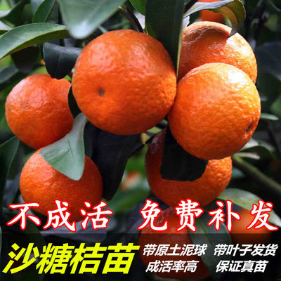 沙糖桔苗包邮嫁接柑橘金桔沃柑皇帝柑砂糖橘果树苗广西容县
