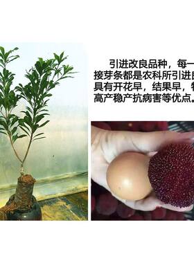 新品种特大果改良当年结果东魁杨梅树苗嫁接苗甜梅子果苗5年大苗