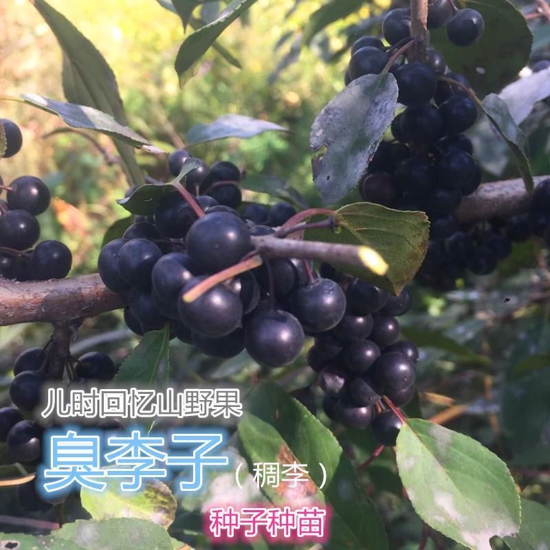 东北稠李树苗儿时回忆山野果臭李子种子种苗庭院盆栽果树苗