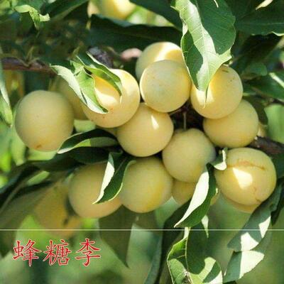蜂糖李李子树苗 贵州 原产地 老枝条嫁接苗 六马正宗蜂糖李苗销售