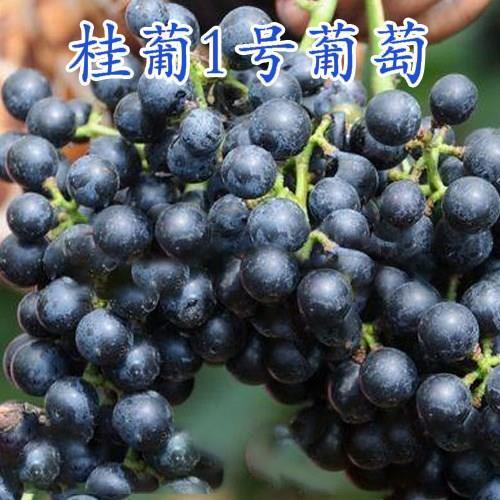 正宗桂葡1号葡萄树苗双性花山葡萄苗种一年结果酿酒野葡萄果苗