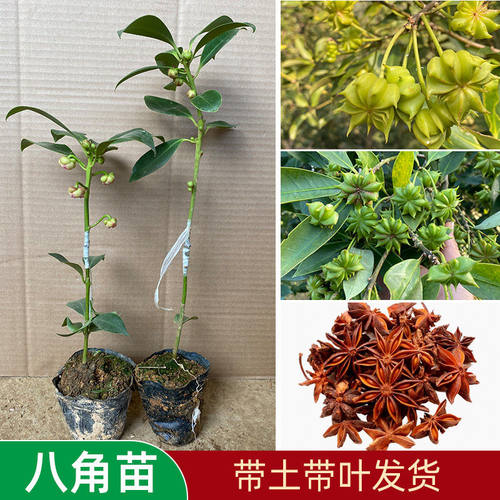 广西八角树苗嫁接八角苗食用茴香大料小苗大红八角苗带叶带泥