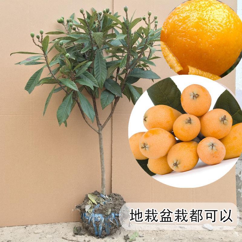 嫁接大五星枇杷树苗无核枇杷苗树南北方种植大红袍白玉枇杷果苗树图片