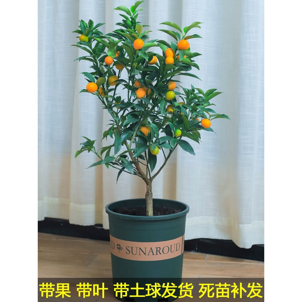 金桔盆栽树苗金枣盆景金橘子室内外地栽四季带果食用桔子果树图片