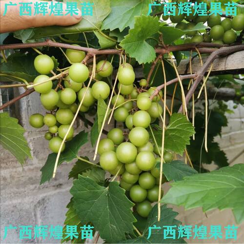 进口美国圆叶葡萄苗果树苗新品种格尔威盆栽地栽果苗南北方种植苗