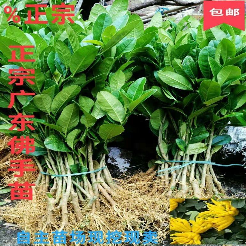 广东佛手苗 佛手柑苗 佛手果树苗 药用地栽盆栽观尝佛手果苗图片