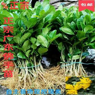 广东佛手苗 佛手柑苗 佛手果树苗 药用地栽盆栽观尝佛手果苗
