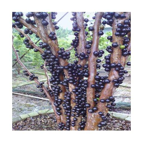 嘉宝果树嫁接苗嘉宝果南方种植树葡萄苗名贵果树果苗多宝加宝带果