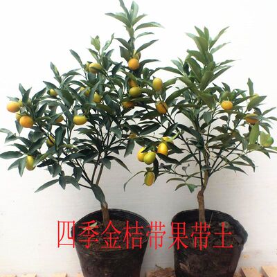 四季金桔苗脆皮金桔蜜糖金桔纯甜无辣味优质果树嫁接苗带皮吃橘子