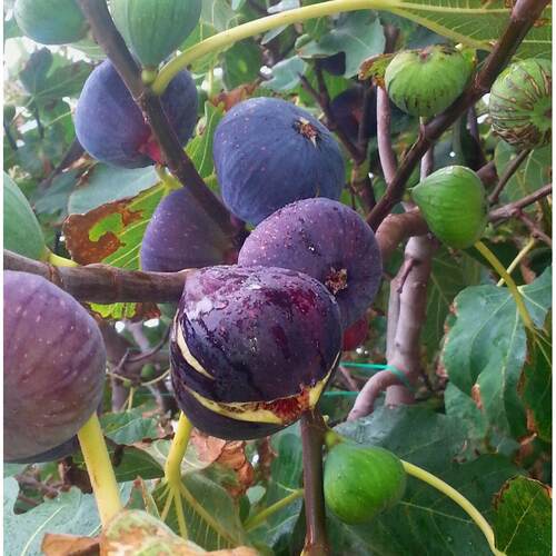 无花果树苗四季特大室内盆栽当年结果庭院南北方种植果树苗无花果