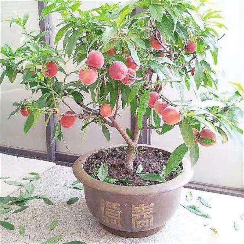 嫁接桃树盆栽矮化室内观赏果树寿星桃中华寿桃当年结果水蜜桃庭院