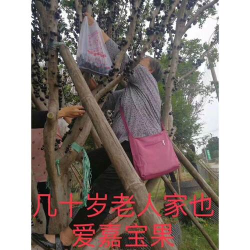 正宗嘉宝果树苗树葡萄苗木奶果苗黑加仑苗台湾四季早生南北方种植