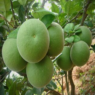 正毛化橘红苗 化州橘红果苗 化州特产 桔红树苗 橘红嫁接苗结