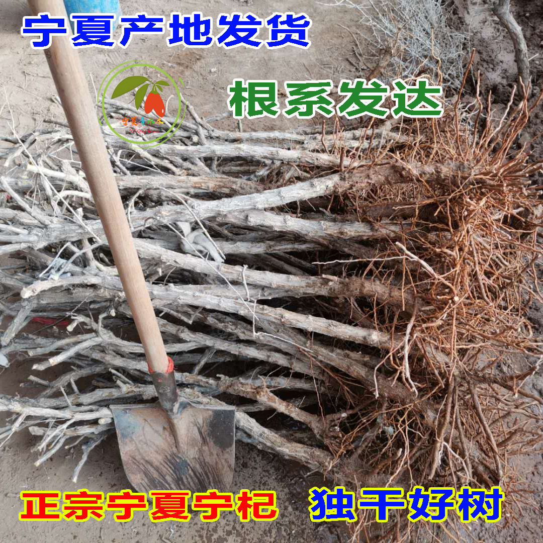 红枸杞树苗宁夏正宗宁杞7号当年结果枸杞树盆景庭院种枸杞树南北图片