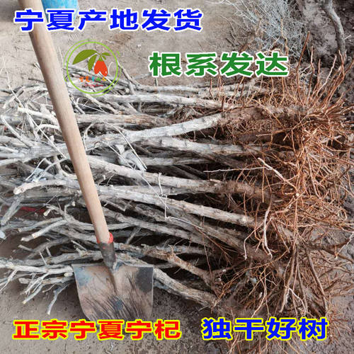 红枸杞树苗宁夏正宗宁杞7号当年结果枸杞树盆景庭院种枸杞树南北