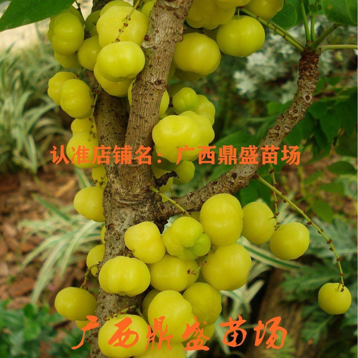 进口稀有西印度醋栗苗高端水果树苗醋栗果树苗盆栽带土带叶包邮