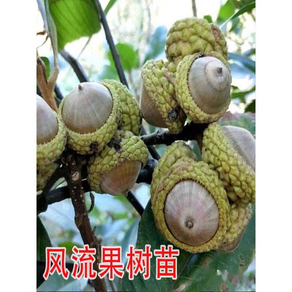 风流果树苗正宗四季盆栽马古厚鳞柯树增掉藤树苗龟头子当年结果