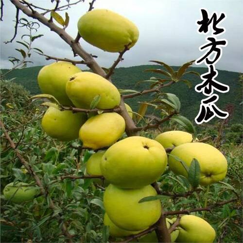 北方木瓜树苗天香光皮蒙山泡酒木瓜果树苗盆栽地栽特大当年结果苗