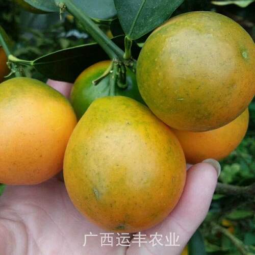 脆蜜金桔苗新品耐寒脆皮金桔嫁接苗果树苗大果苗盆栽金柑当年结果