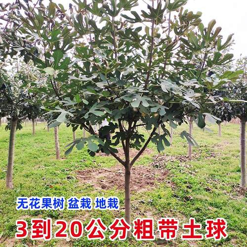 无花果树果苗带土球矮化盆栽地栽南北方种植当年结果特大无花果苗