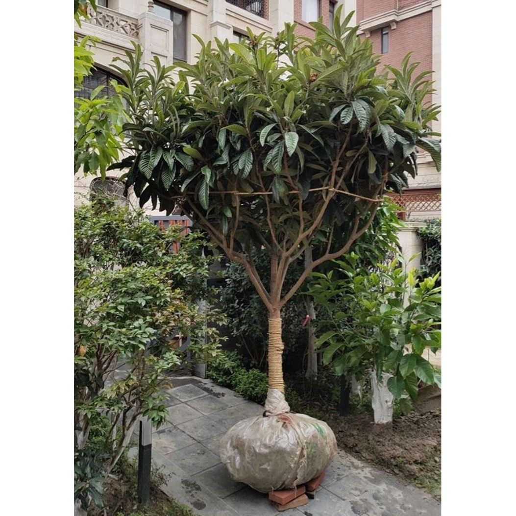 枇杷树嫁接大五星特大无核盆栽白玉枇杷树苗南方北方种植当年结果图片