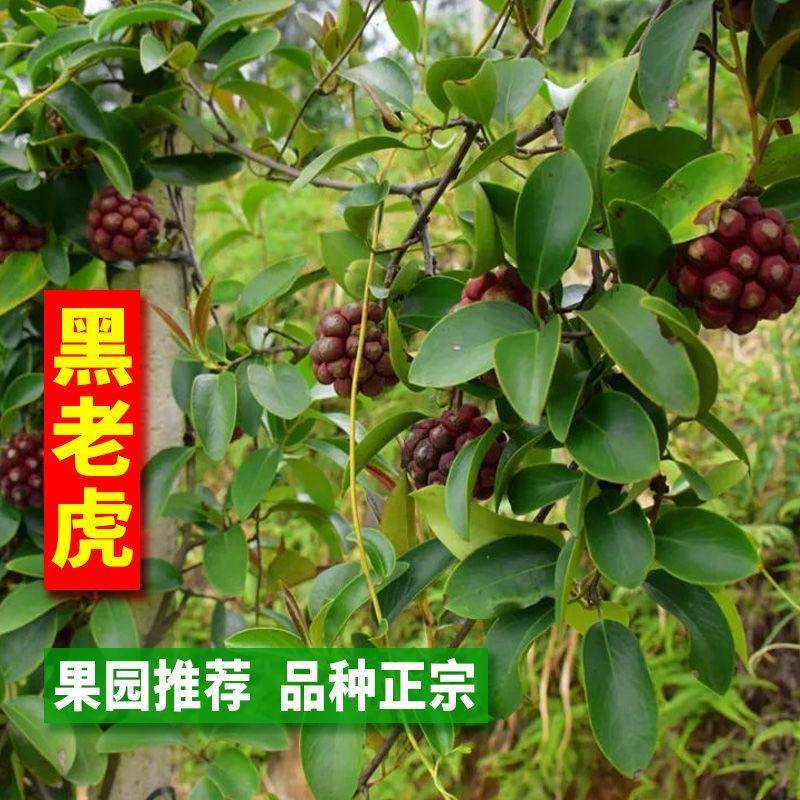 果树苗布福娜野生黑老虎树苗水果苗爬藤酒饭团南北方种植当年结果