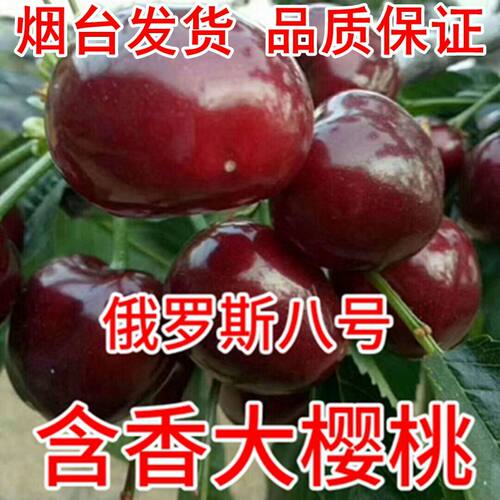 俄罗斯八号大樱桃树苗新品含香 耐寒嫁接8号南方北方种植地栽水果
