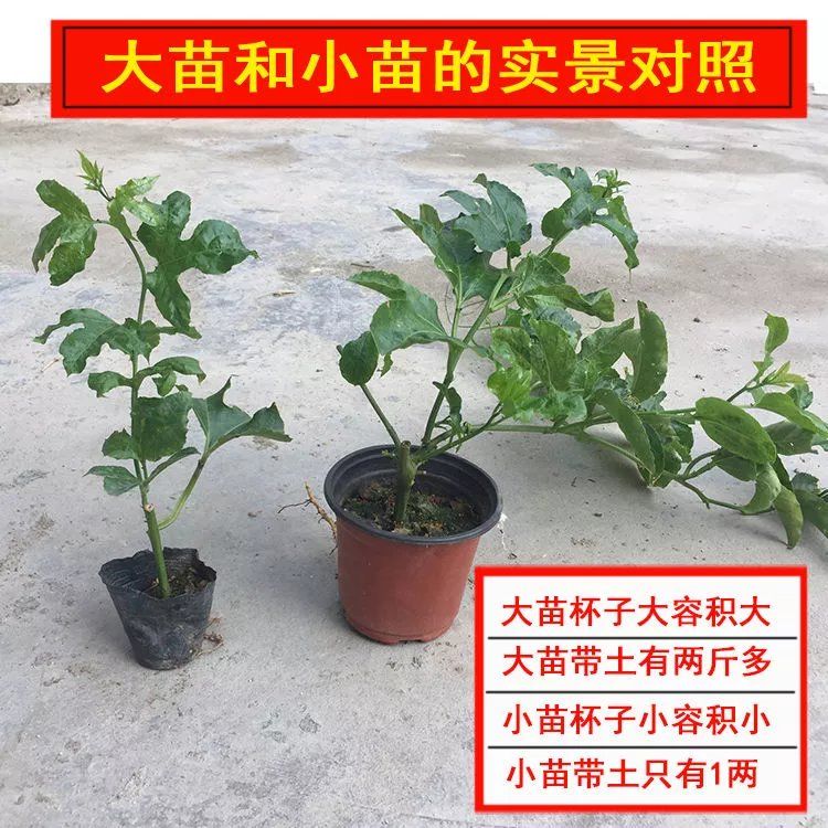 百香果苗嫁接大苗黄金果紫香台农当年结果南方四季可种特大果树苗图片