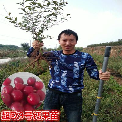 农大超欧9号钙果苗 当年开花结果鲜食补钙大田盆栽欧李种子果树苗