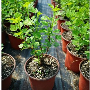 醋栗苗东北特产灯笼果南北方种植果树室内果苗盆栽果苗红灯笼果苗