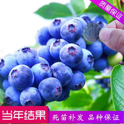 蓝莓树果苗四季盆栽地栽南方北方阳台种植特大果树苗当年结果树苗