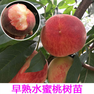 嫁接桃树苗 四川成都龙泉驿水蜜桃果树苗 桃子苗 晚熟