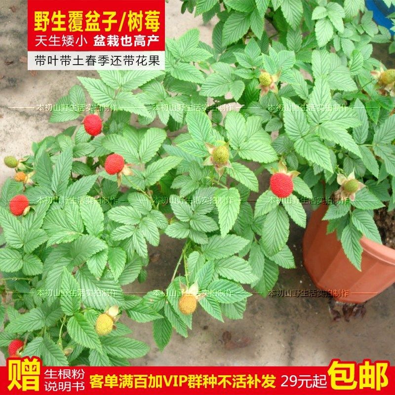 野生树莓覆盆子苗盆栽地栽阳台当年结果南北带花果树庭院红树梅矮图片
