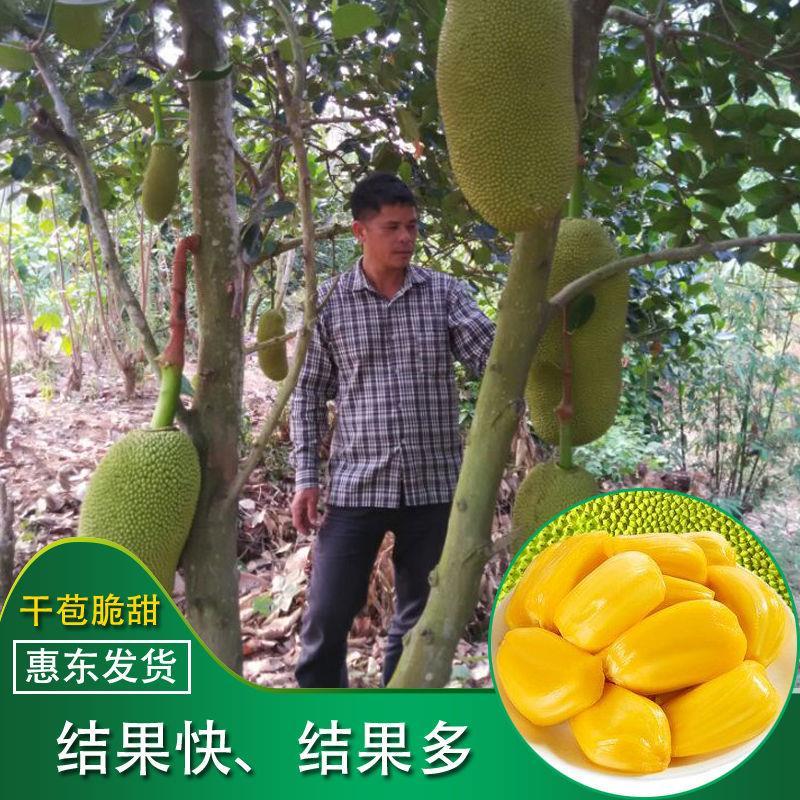 泰国红肉四季菠萝蜜果树苗大树木菠萝蜜树苗当年结果盆栽果实大