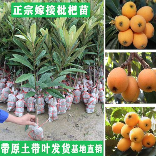 枇杷树苗嫁接果苗早钟六大五星果树盆栽地栽南方种植当年结果包邮