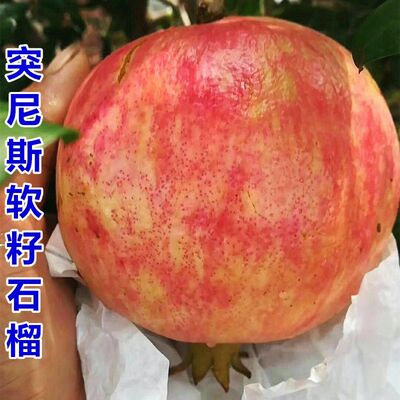 突尼斯软籽石榴树苗嫁接苗河南黑石榴黑美人特大果树突尼斯苗四川