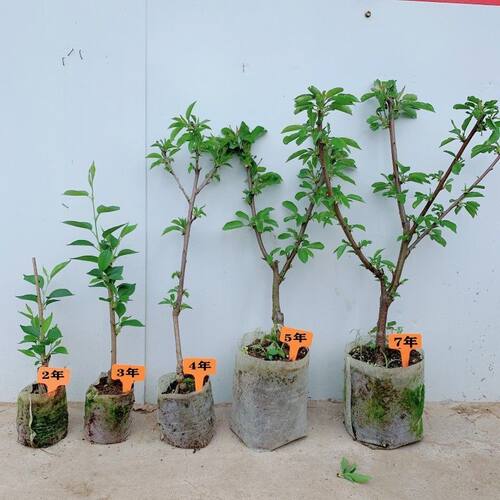 车厘子树苗原盆土带叶嫁接大樱桃南北方庭院地栽阳台盆栽果树