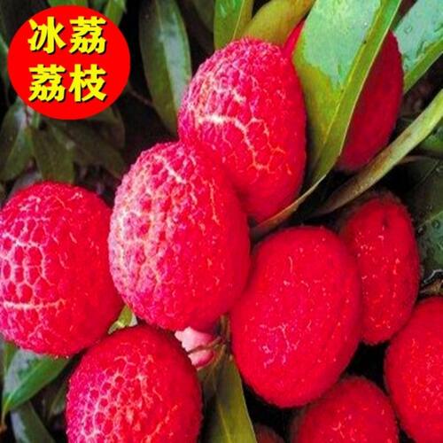 新品种上市冰荔荔枝果苗正宗嫁接苗当年结果观音绿挂绿荔枝苗包邮