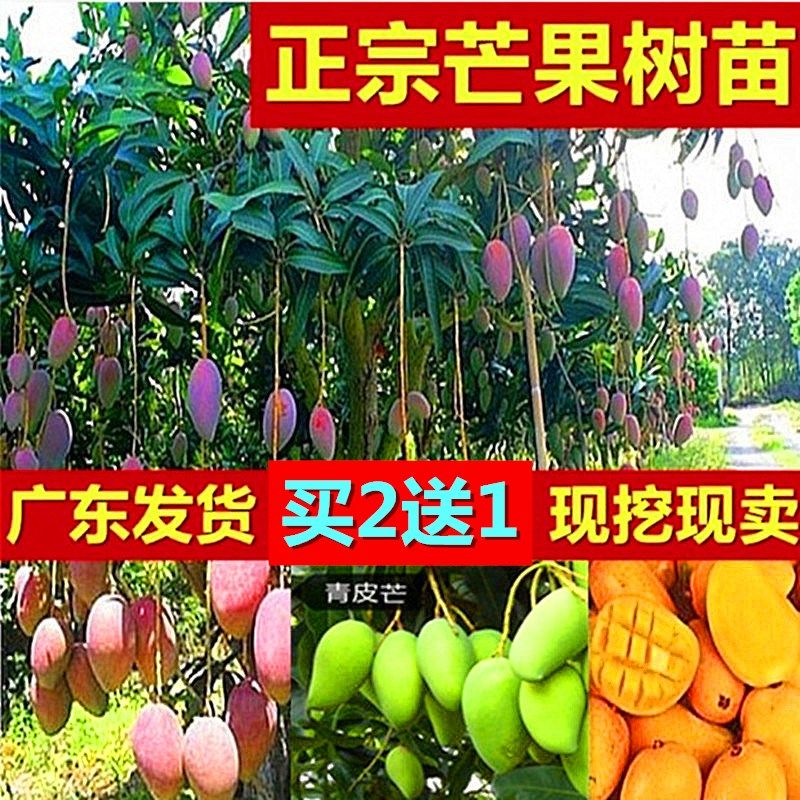 嫁接四季芒果树苗南北方种植盆地栽种金兴芒桂七芒金煌芒当年结果