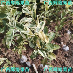 斑叶花叶柠檬新品水果果树可食用室内阳台庭院盆栽植物苗包邮带土