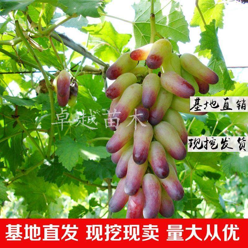 陕西西安户县户太八号葡萄苗 户太8号葡萄苗 户县葡萄苗 葡萄树