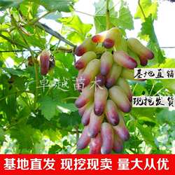 陕西西安户县户太八号葡萄苗 户太8号葡萄苗 户县葡萄苗 葡萄树